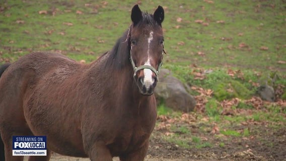 Equine herpesvirus spreads to WA