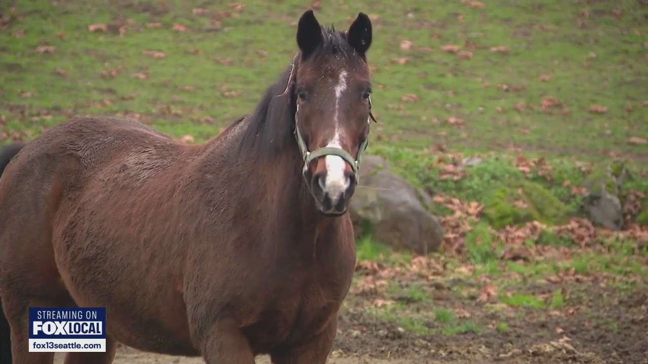 Equine herpesvirus spreads to WA