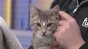 Meet Elijah: Our Pet of the Day