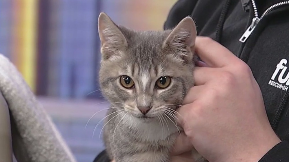 Meet Elijah: Our Pet of the Day