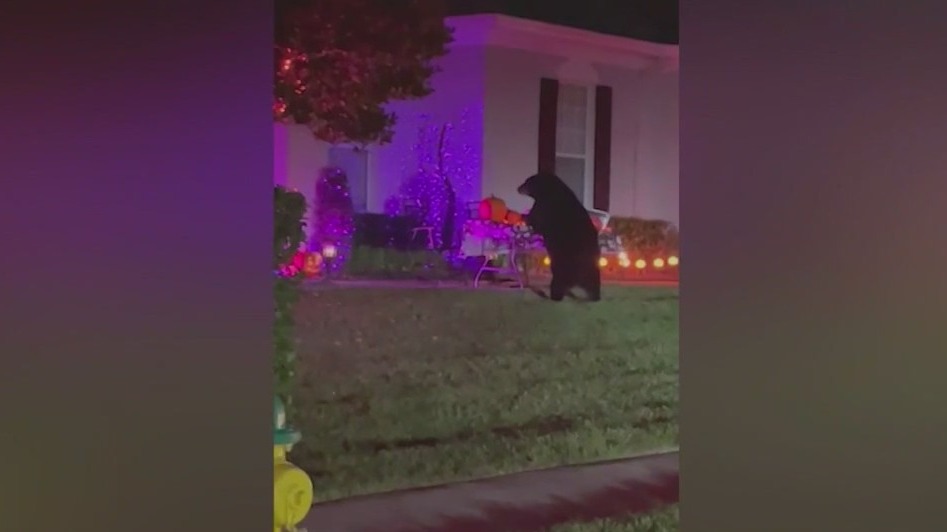 Bear caught eating candy
