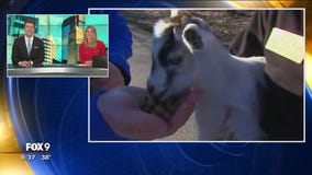 Minnesota Zoo's Farm Babies: Goats