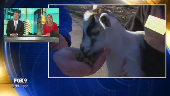 Minnesota Zoo's Farm Babies: Goats