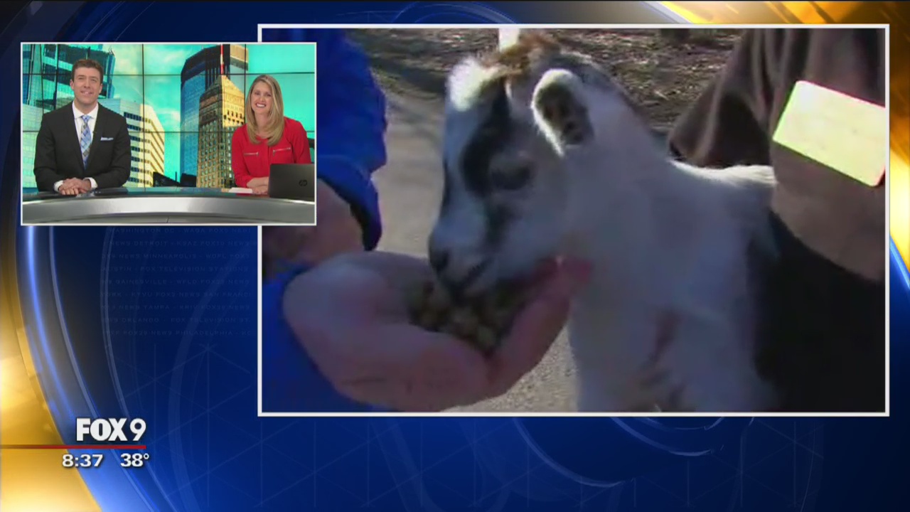 Minnesota Zoo's Farm Babies: Goats