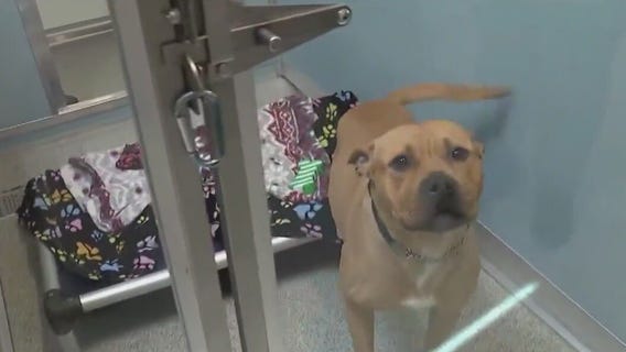 South Suburban Humane Society launches 'Home for the Holidays' foster program