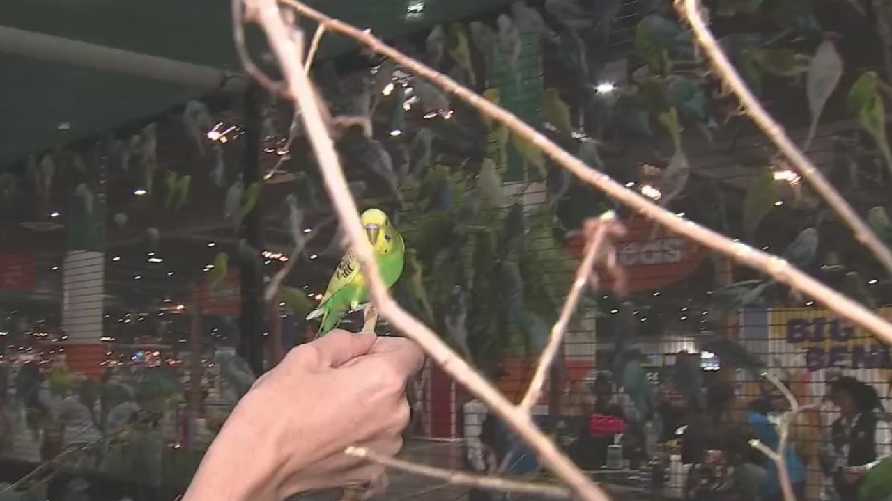 What's new at RodeoHouston in 2020?