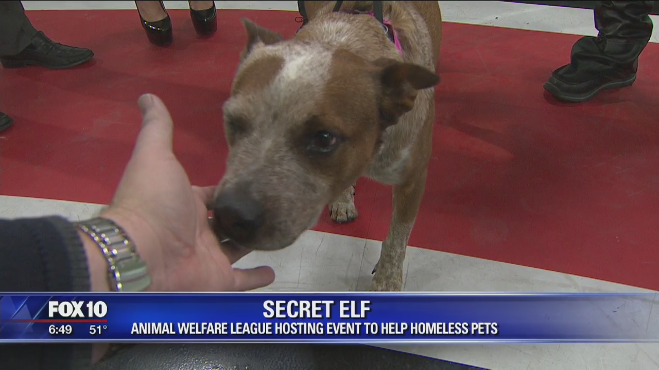 AAWL hosting charitable event to help get dogs adopted