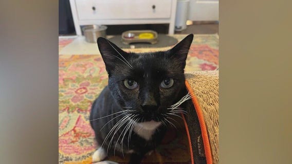 Meet Yardstick: Our Pet of the Day