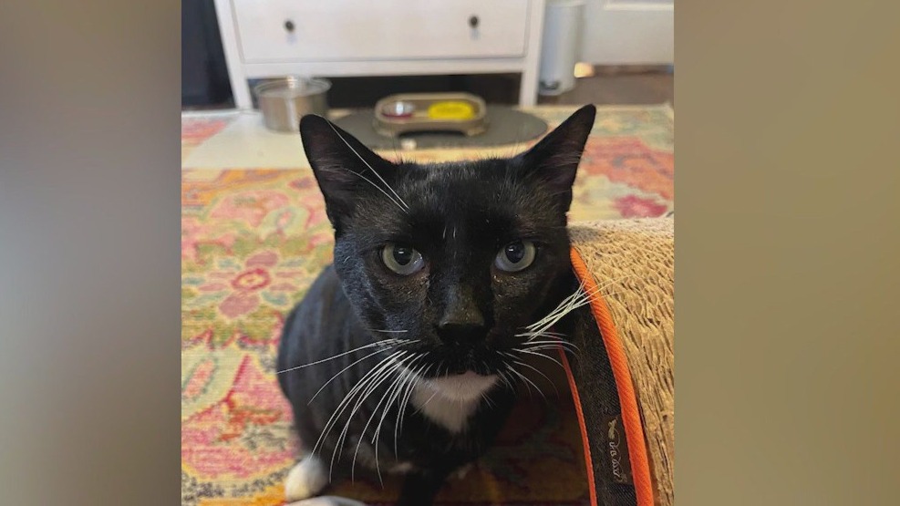 Meet Yardstick: Our Pet of the Day