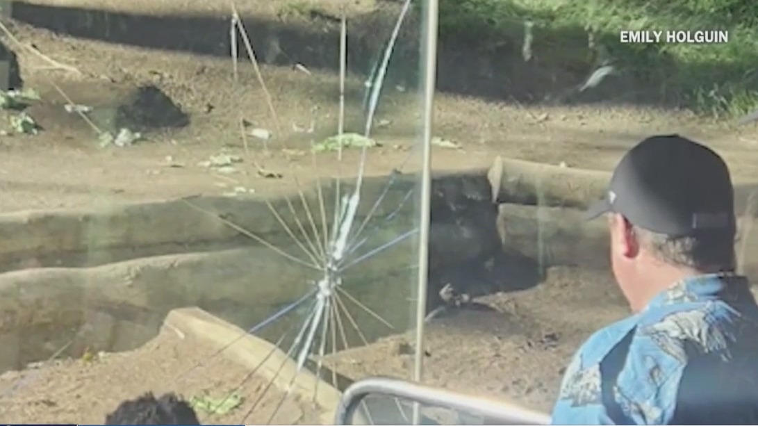 Gorilla breaks glass panel at San Diego Zoo
