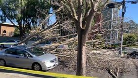 Tree down in Alameda