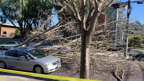 Tree down in Alameda
