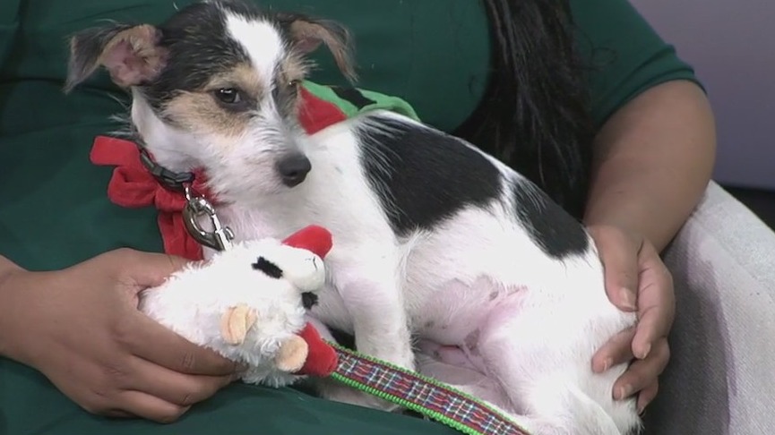 Pet of the Week: Meet Ella