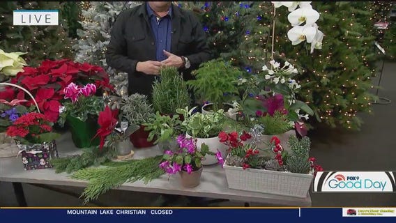 The best plants for the holidays: Garden Guy