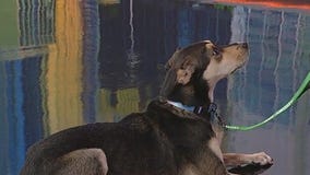 Meet Mercedes: Our Pet of the Day