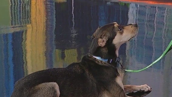 Meet Mercedes: Our Pet of the Day