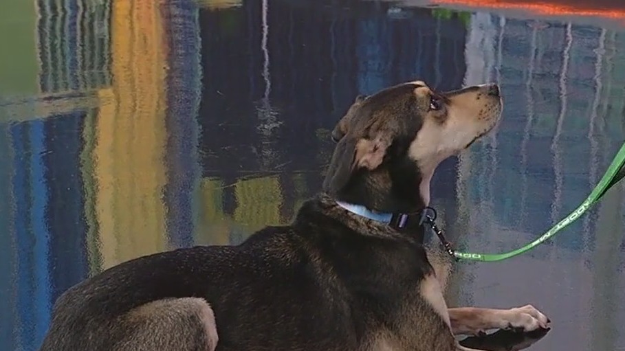 Meet Mercedes: Our Pet of the Day