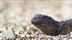 Sneak Peek: Awe-inspiring series "Planet Earth" returns