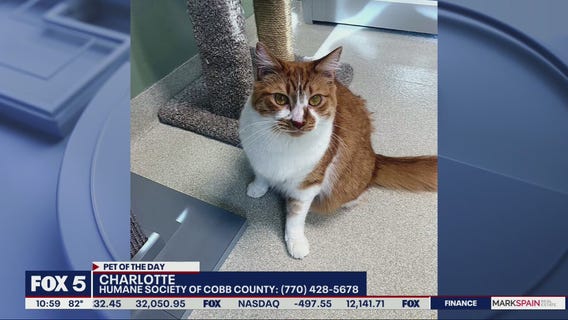 Pet of the Day from the Humane Society of Cobb County