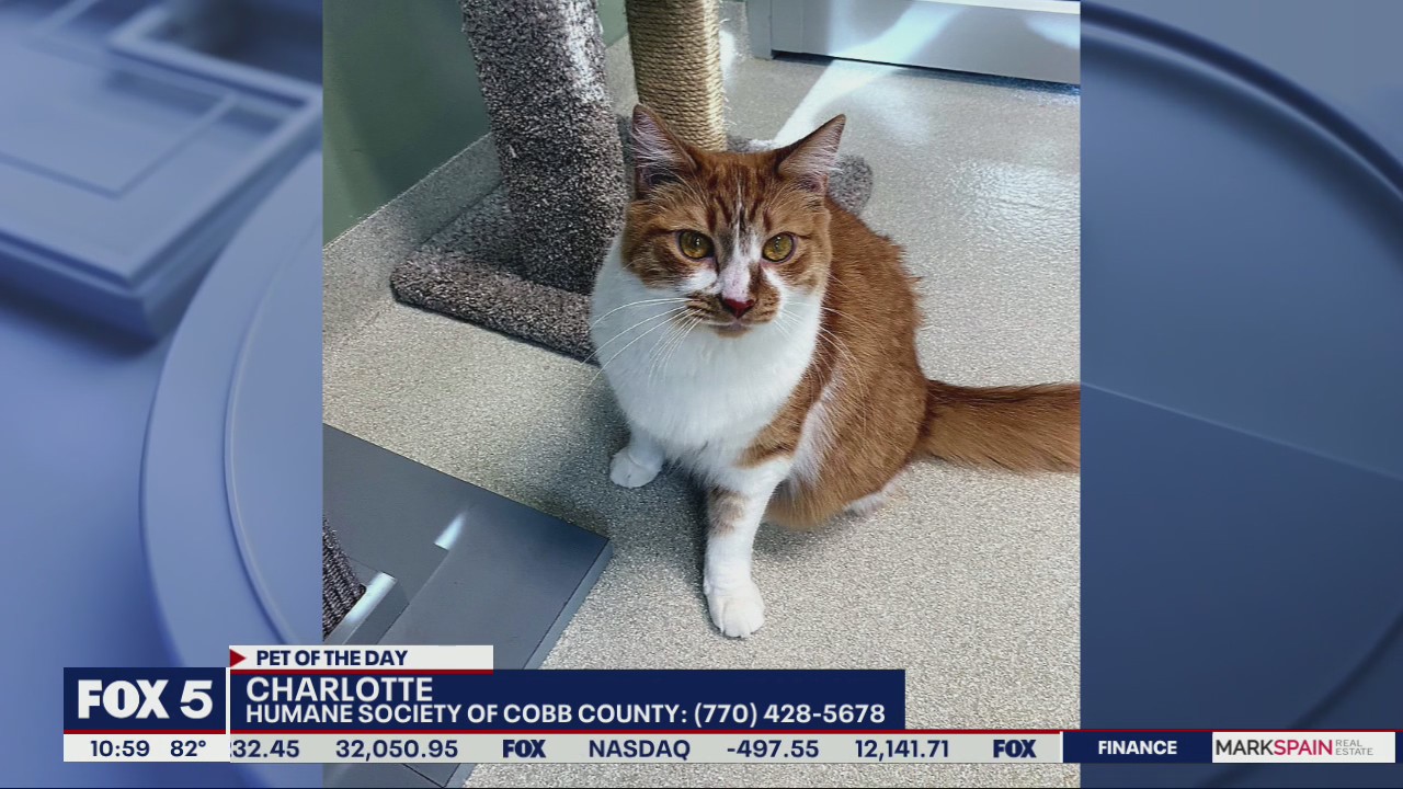 Pet of the Day from the Humane Society of Cobb County