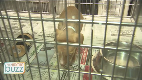 Pets & the coronavirus: What you need to know about protecting your furry friends