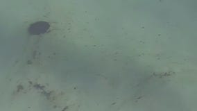 California oil spill: Authorities investigating if ship’s anchor hit pipeline