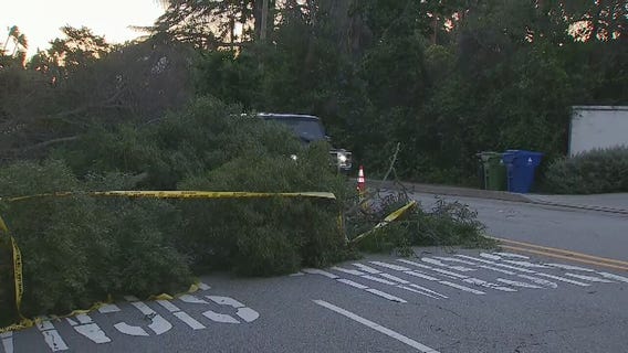 Driver unhurt after tree falls into road in Brentwood