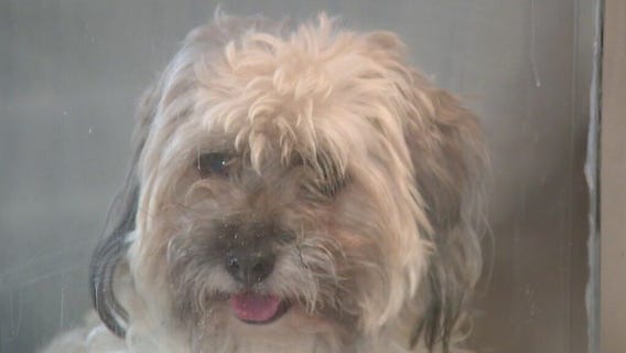 Arizona shelters see post-Fourth of July spike in lost pets