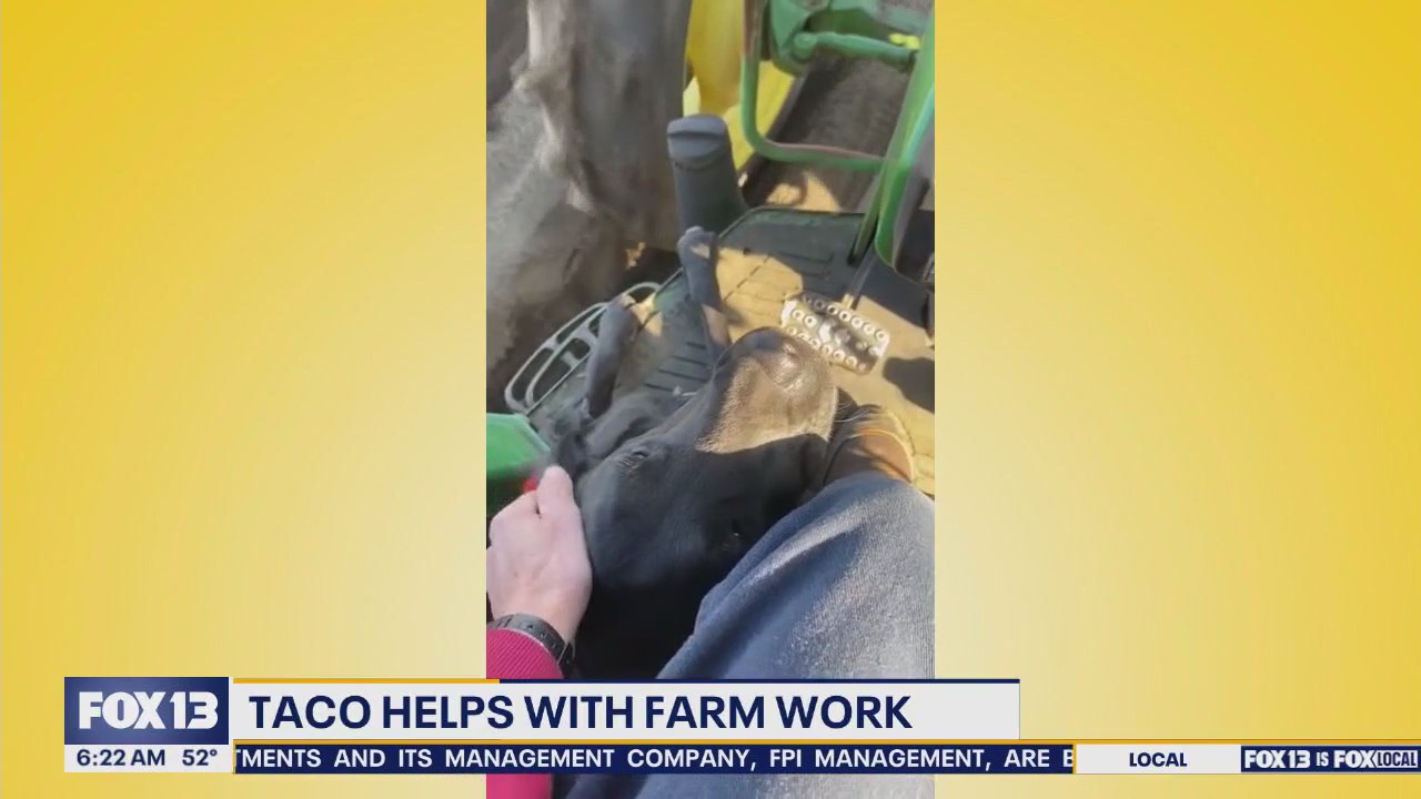 Pet Tricks for Thursday, June 19