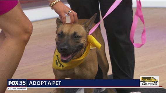 Adopt-A-Pet: Meet sweet Victory