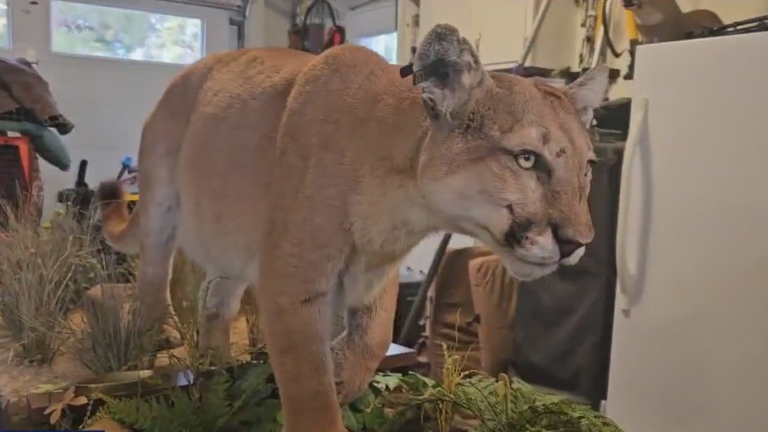Kenwood cougar memorialized, neighbors fund taxidermy