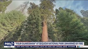 Four Guardsmen giant sequoias unharmed by KNP Complex Fire