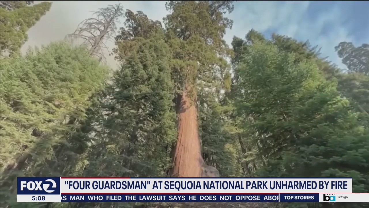 Four Guardsmen giant sequoias unharmed by KNP Complex Fire
