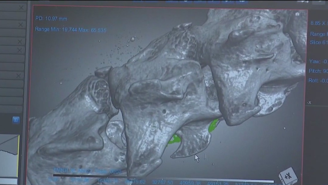CT scanners unveil creepy secrets at Chicago’s Field Museum