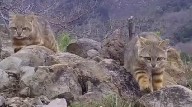 Small "wild" cats worldwide are threatened with extinction