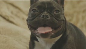 Good gift ideas for pets