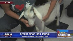 Goat Yoga at Desert Ridge High School