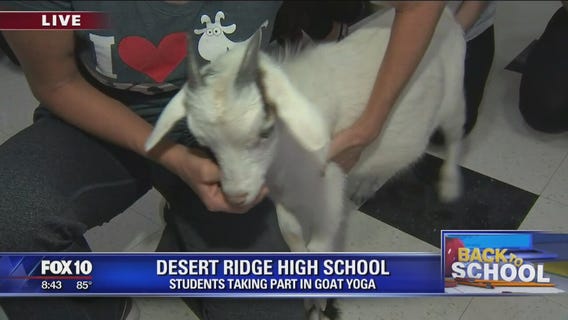 Goat Yoga at Desert Ridge High School