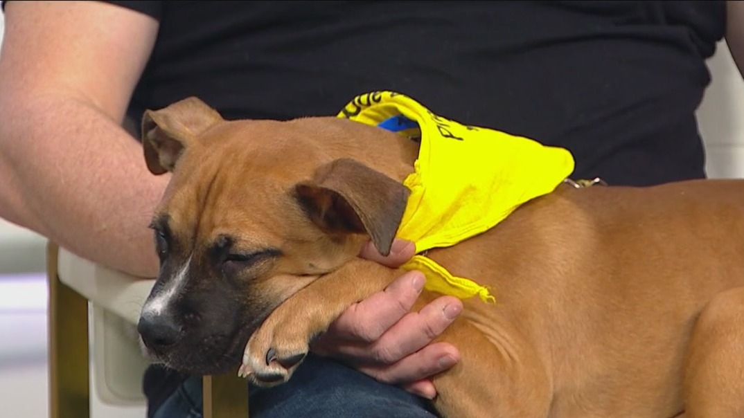 PAWS Chicago launching animal crisis fund