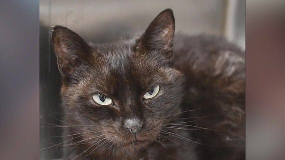 Meet Lark and Oboe: Our Pets of the Day