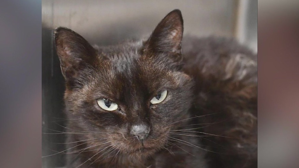 Meet Lark and Oboe: Our Pets of the Day