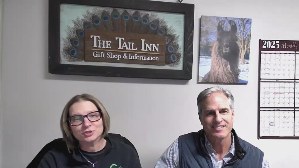 Wheaton Zoo cares for bonded coyote pair | ChicagoLIVE