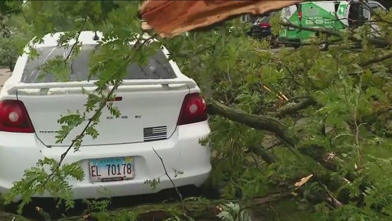 Large tree falls down on Joliet teen's new car