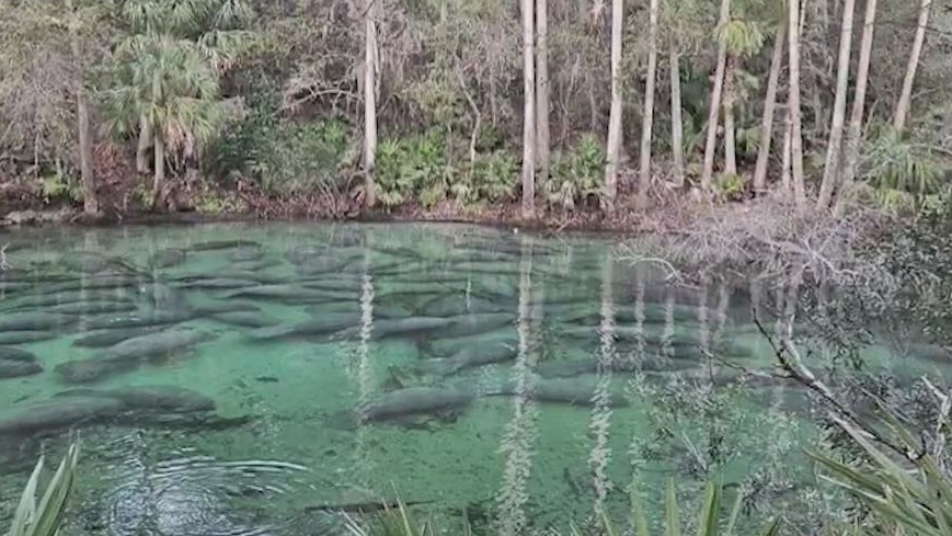 Record-breaking manatee count at Blue Springs Park