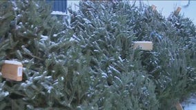 Griswold Family Christmas Tree Company & Ope! Brewing in West Allis