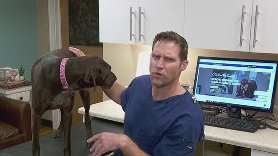 How much shedding is normal for dogs, cats?