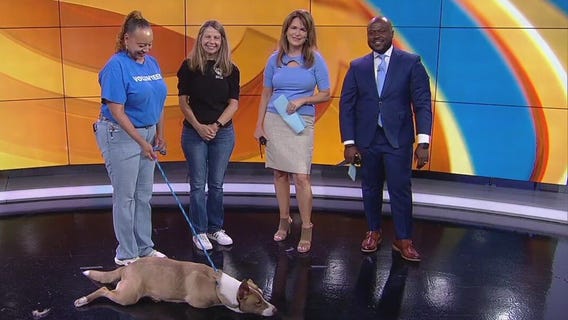 $10 large dog adoption event at Houston SPCA