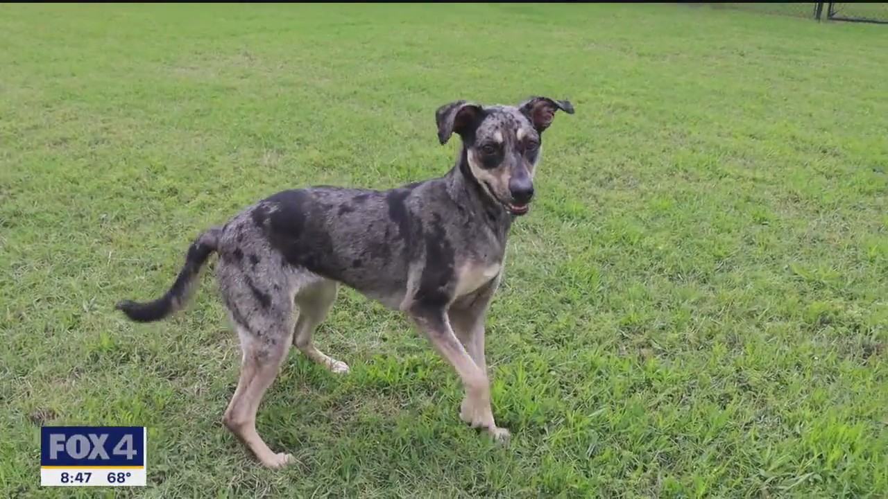 Dog of the Day: Whistle