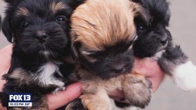 Homes needed for 32 rescued dogs in Pierce County, WA