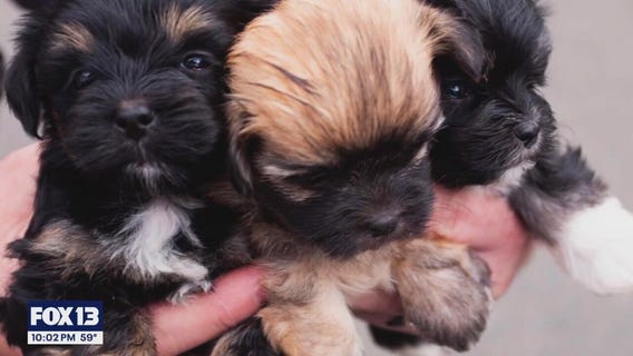 Homes needed for 32 rescued dogs in Pierce County, WA